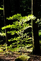 36_DSC3298
