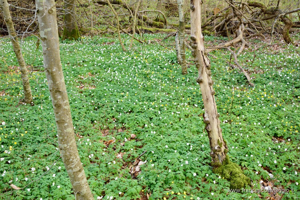 21DSC_4530.JPG