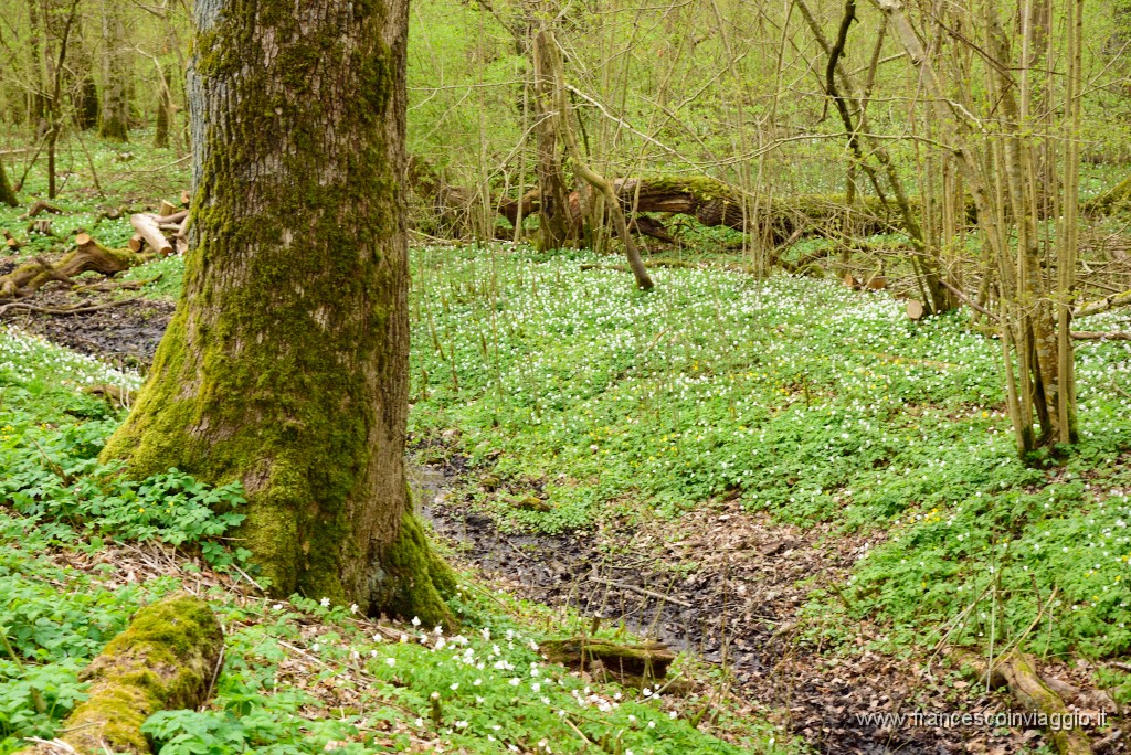 92DSC_4643.JPG