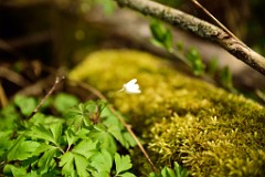 118DSC_4684