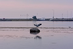 17DSC_4754