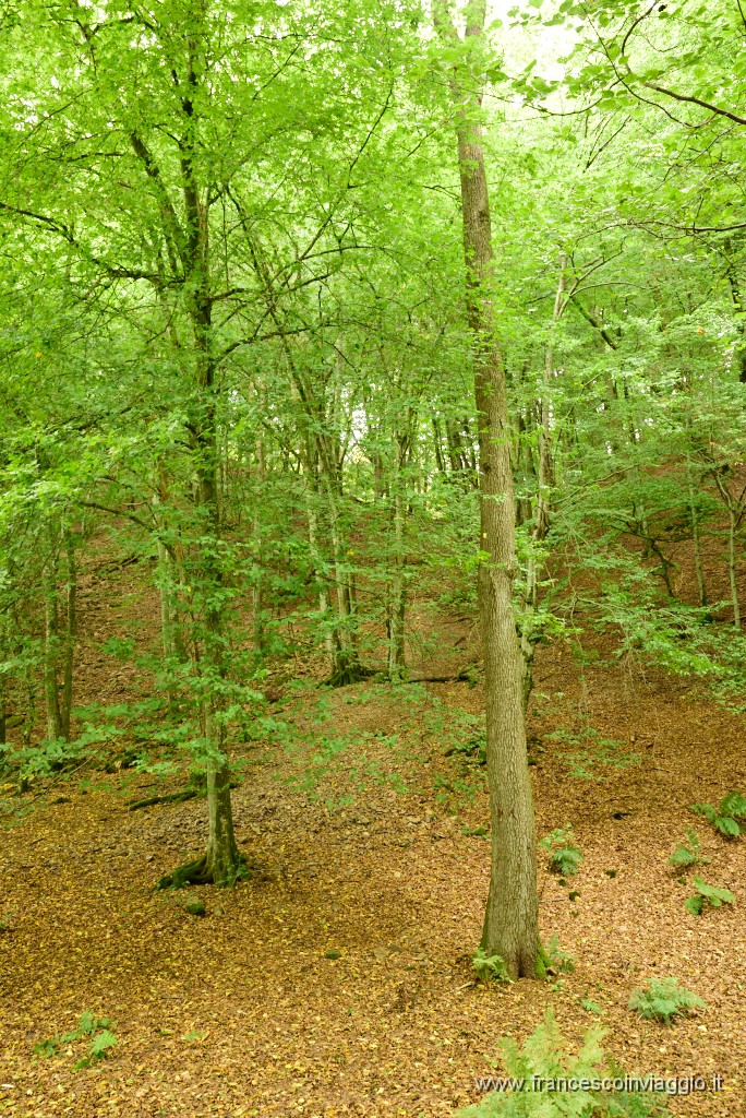 98DSC_6547.JPG