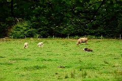 153DSC_6682