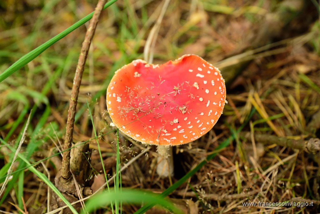 DSC_6078.JPG
