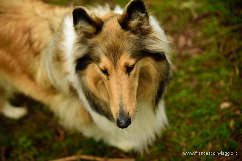 DSC_6132.JPG