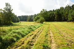 DSC_6096