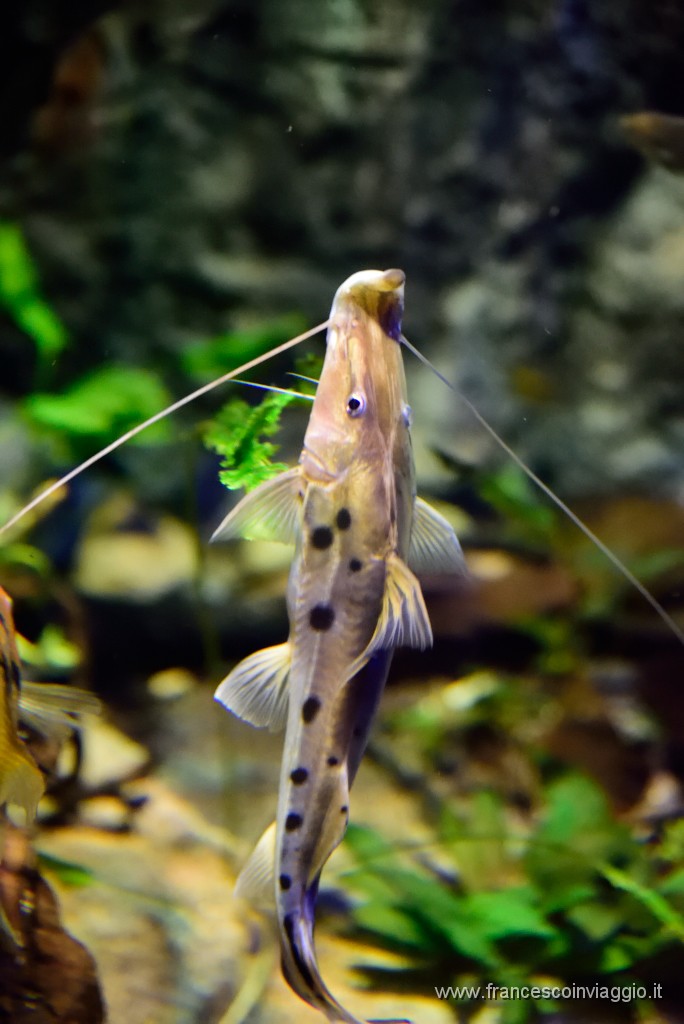 DSC_6953.JPG