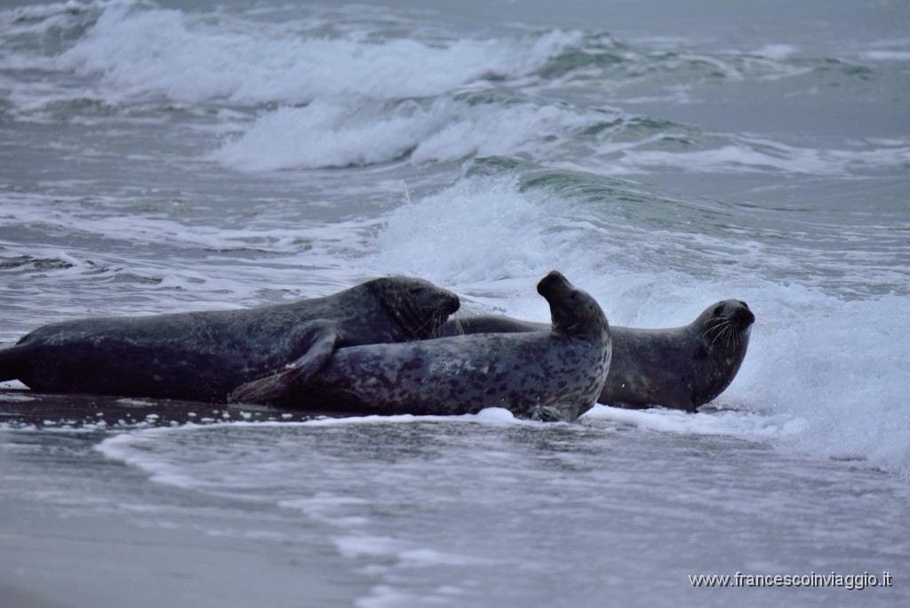 DSC_7936.JPG