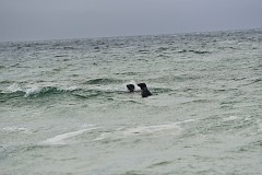 DSC_7878