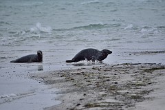 DSC_8008