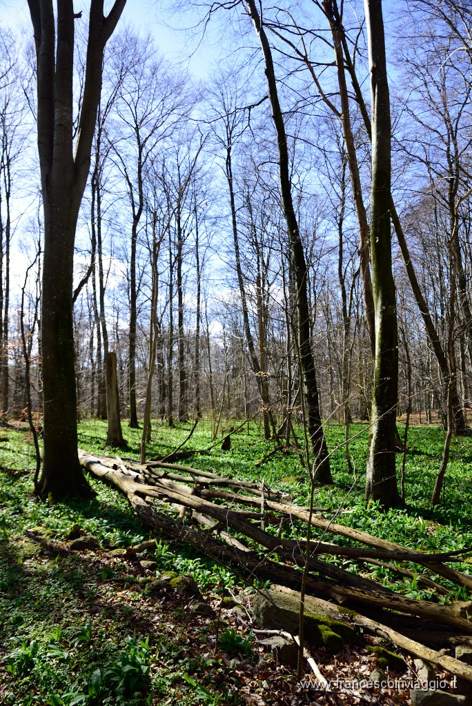 DSC_1763.JPG