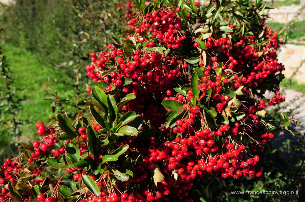 DSC_4686.JPG