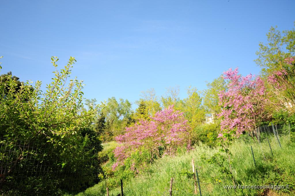 DSC_1855.JPG