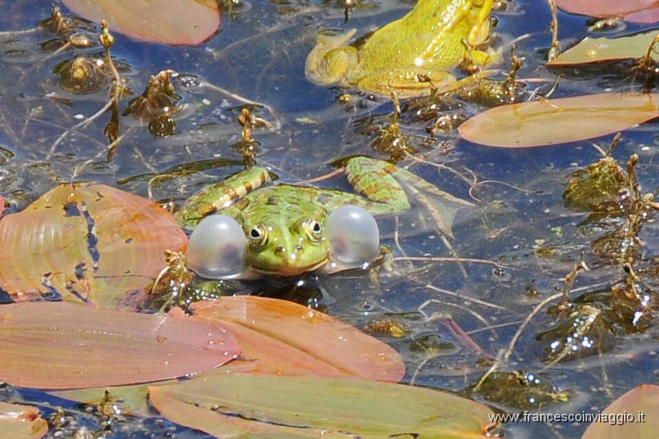 DSC_1984.JPG