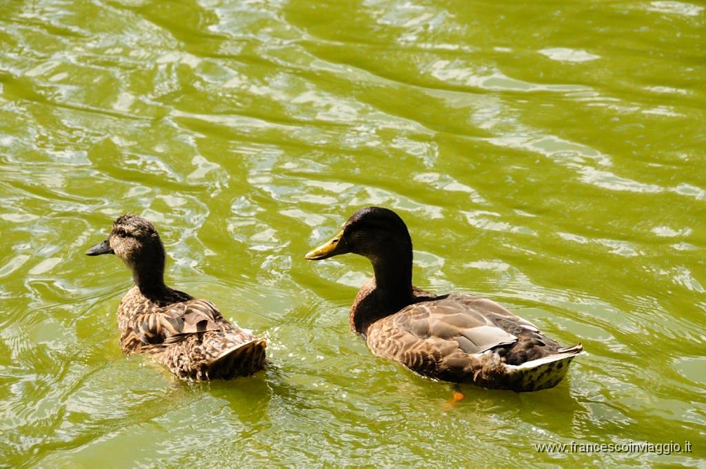 0007_DSC2304.JPG