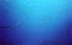 barracuda