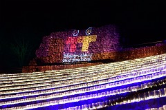 247DSC_0942