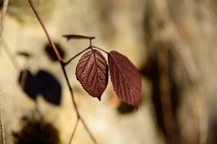 387DSC_3476