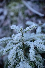 53DSC_2968