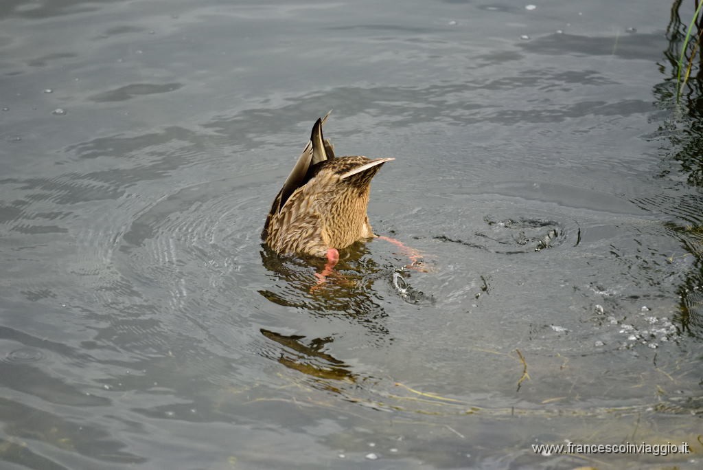 DSC_2275.JPG