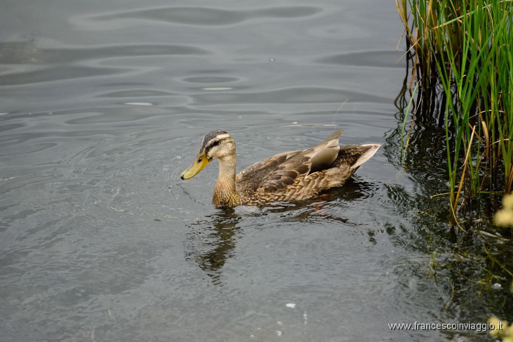 DSC_2281.JPG