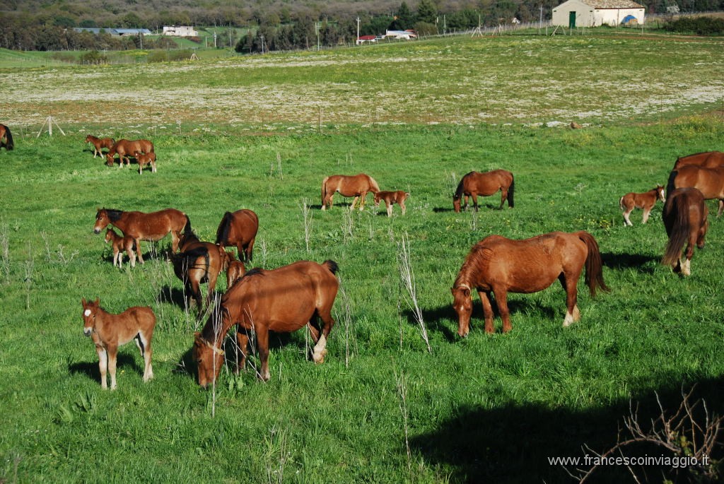 DSC_0996.JPG