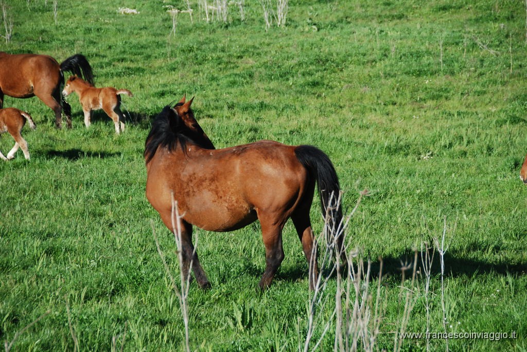 DSC_1003.JPG