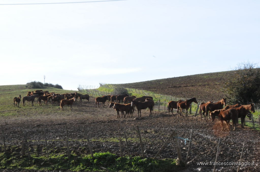 DSC_1875.JPG