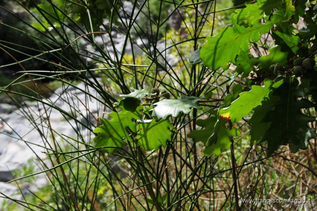 DSC_6984.JPG