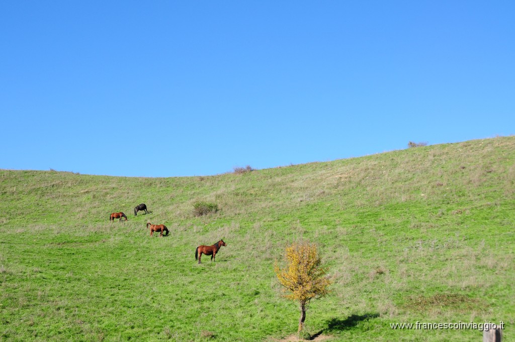 DSC_1043.JPG