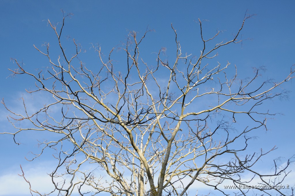 DSC_4461.JPG
