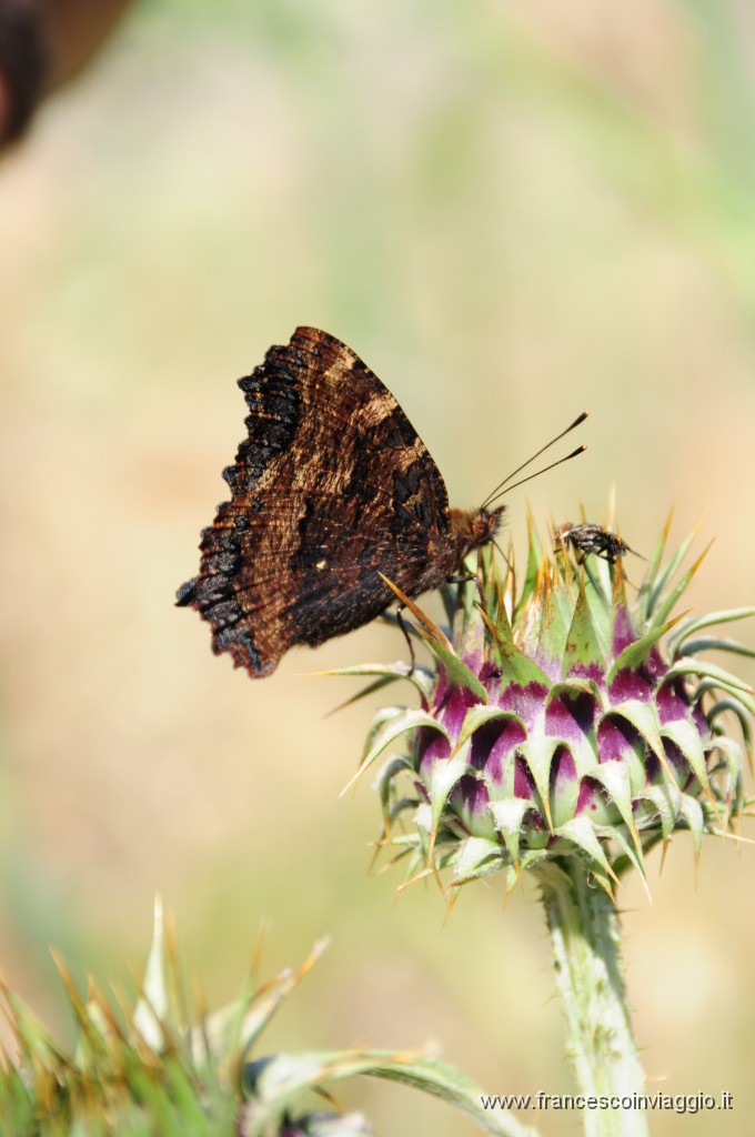 DSC_3655.JPG