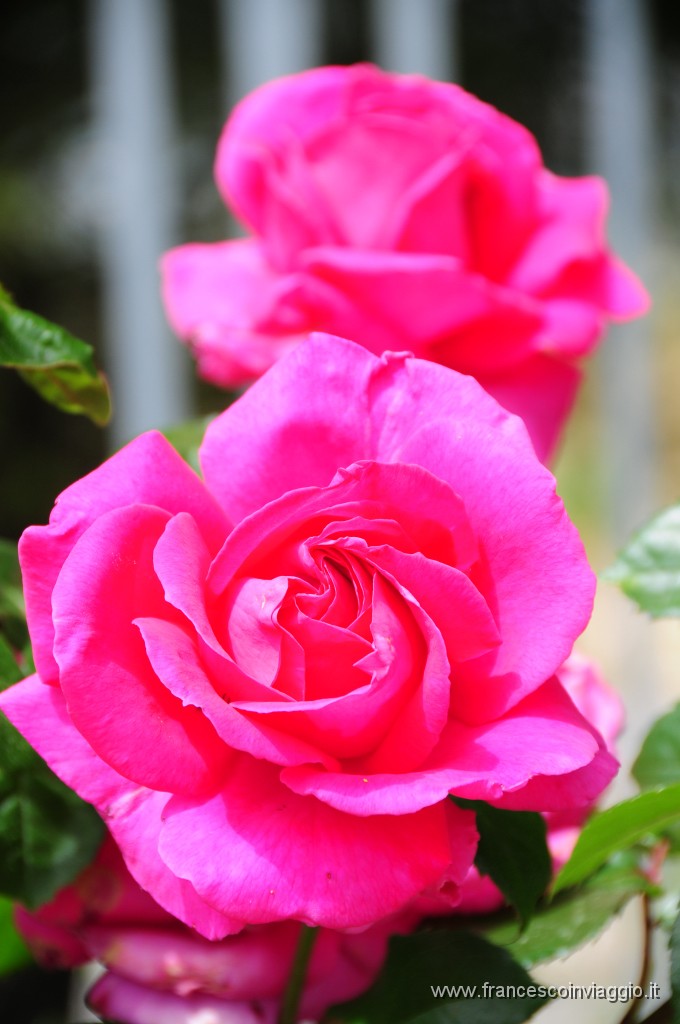 DSC_3762.JPG