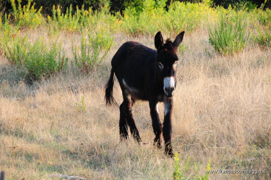 DSC_2043.JPG