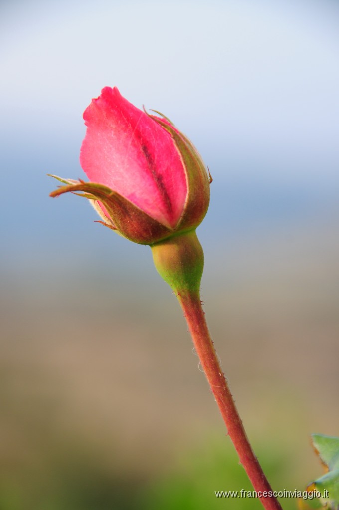 DSC_2056.JPG