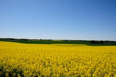 0041_DSC3870