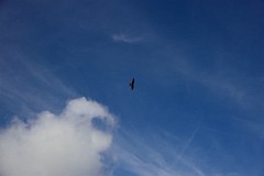 119DSC_4113