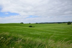 217DSC_9187
