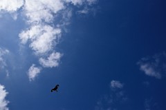 236DSC_9226