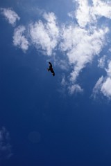 237DSC_9227