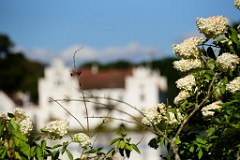 228DSC_5425