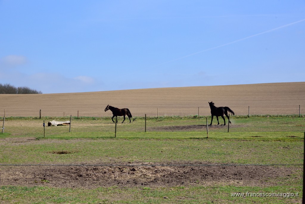 DSC_7227.JPG