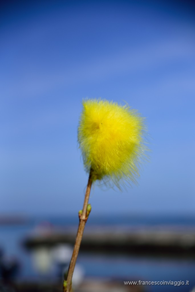 DSC_7363.JPG