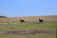 DSC_7227