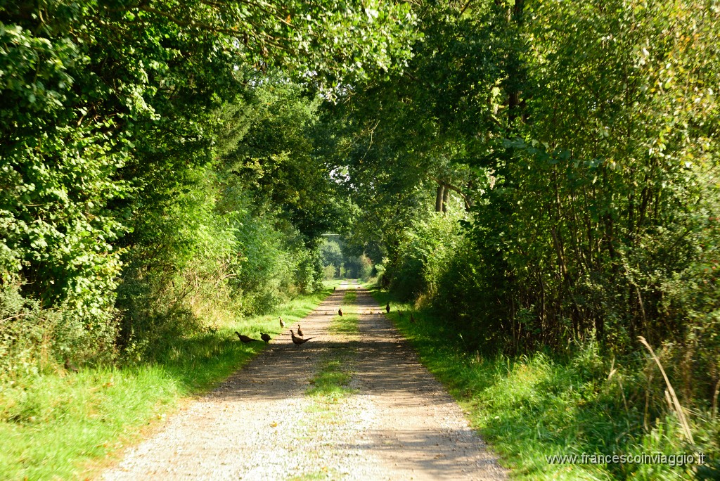DSC_6291.JPG