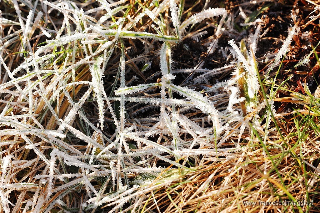 DSC_0485.JPG