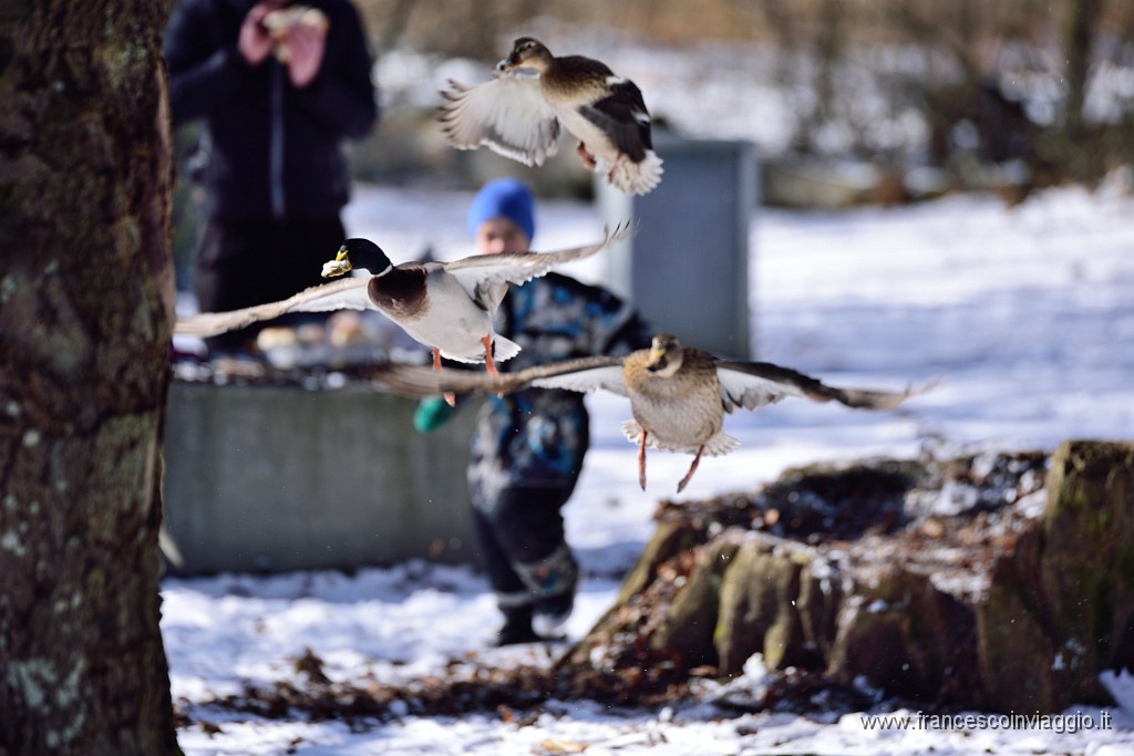 DSC_1182.JPG