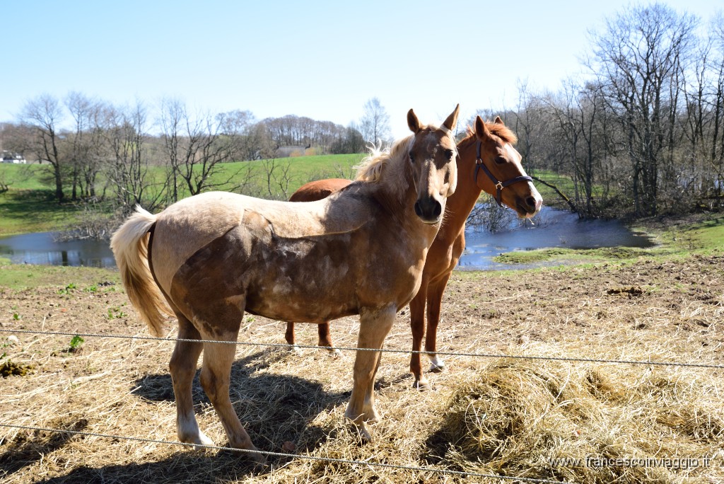 DSC_2697.JPG