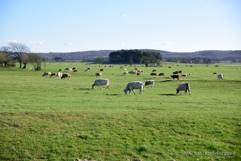 DSC_2953.JPG