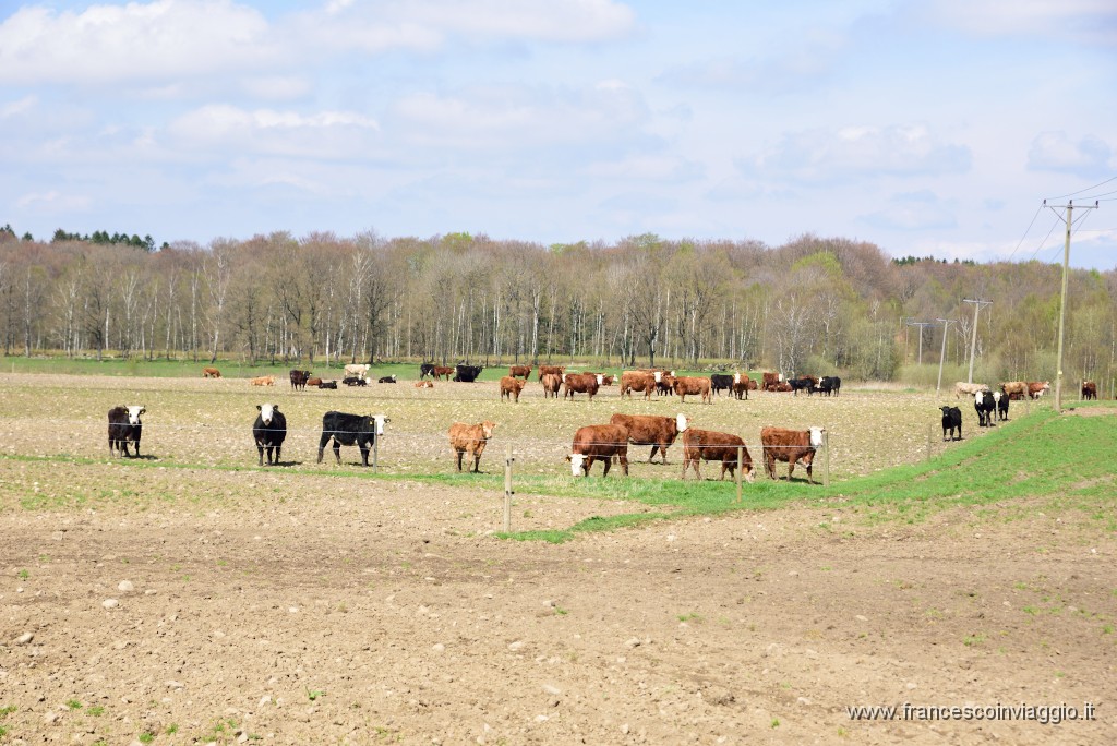 DSC_3287.JPG
